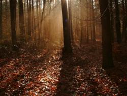 Jesienna purpura-Anna Krzeszowiec.jpg