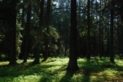 W lesie - Anna Krzeszowiec.jpg