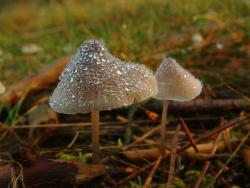 Rosa - Anna Krzeszowiec.JPG