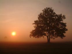 Świt na łąkach - Anna Krzeszowiec.jpg