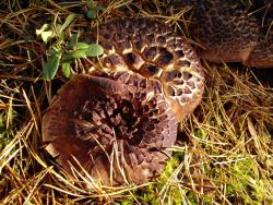 Sarniak dachówkowaty - Rafał Krzeszowiec.JPG