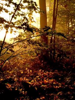 W gąszczu - Anna Krzeszowiec.jpg