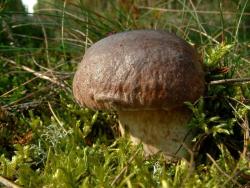 Borowik szlachetny - Anna Krzeszowiec.JPG