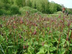 Kuklik zwisły - Anna Krzeszowiec.jpg