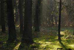 Las jesienią - Anna Krzeszowiec.JPG