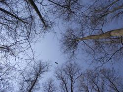 Bocian Czarny - Krzysztof Majewski.jpg