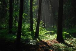 Poranek w lesie - Anna Krzeszowiec.jpg