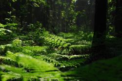 Poranek - Anna Krzeszowiec.jpg