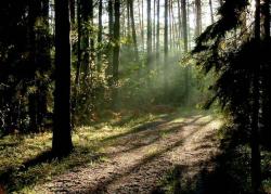 Po deszczu - Anna Krzeszowiec.jpg