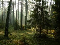 Las Olszewka 2 - Anna Krzeszowiec.jpg