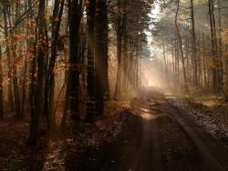 Światło w lesie - Anna Krzeszowiec.jpg