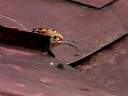 Dudek w siedzibie nadleśnictwa - Monika Bobek.JPG