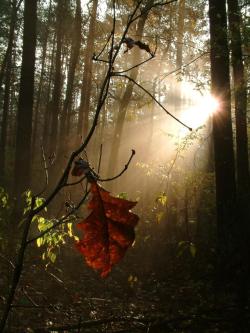 Liść - Anna Krzeszowiec.jpg