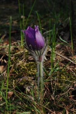 Sasanka otwarta - A.Krzeszowiec.JPG