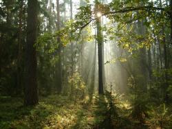 Las Olszewka - Anna Krzeszowiec.jpg