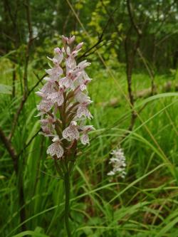 Kukułka Fuchsa - Anna Krzeszowiec.jpg