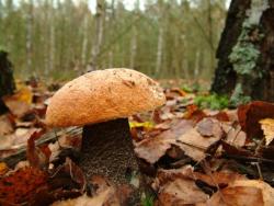 Na grzybach - Anna Krzeszowiec.JPG