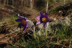 Sasanka otwarta - Anna Krzeszowiec.JPG