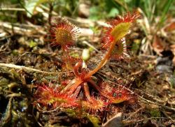 Rosiczka okrągłolistna - Anna Krzeszowiec.jpg