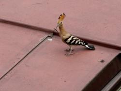 Dudek - Monika Bobek.JPG