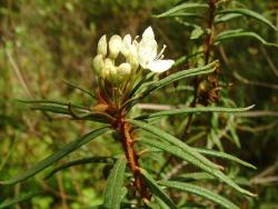 Bagno zwyczajne - Rafał Krzeszowiec.jpg