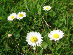 Stokrotki - Rafał Krzeszowiec.JPG