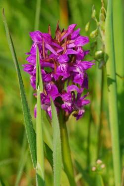 Kukułka szerokolistna - Anna Krzeszowiec.jpg