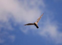 Pustułka - Rafał Krzeszowiec.JPG