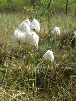 Wełnianka wąskolistna - Anna Krzeszowiec.jpg