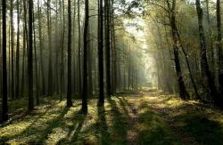 Wiosna w lesie - Anna Krzeszowiec.jpg