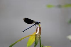 Świtezianka - Anna Krzeszowiec.JPG