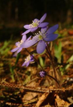 Przylaszczka pospolita - Anna Krzeszowiec.jpg