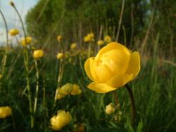 Pełnik europejski - Anna Krzeszowiec.JPG