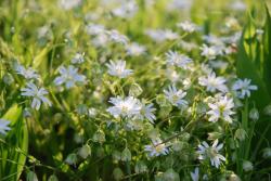 Gwiazdnica - Anna Krzeszowiec.jpg