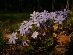 Przylaszczka pospolita -Anna Krzeszowiec.jpg