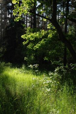 Wiosną - Anna Krzeszowiec.JPG