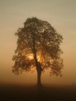 Objawienie - Anna Krzeszowiec.jpg