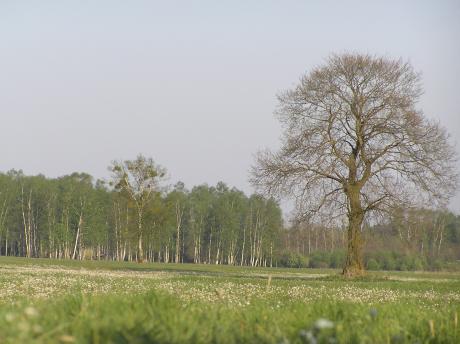 Przyroda Nadleśnictwa Parciaki w obiektywch pracowników