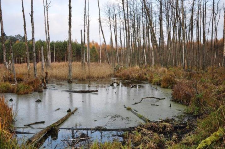 Rozlewisko bobra europejskiego