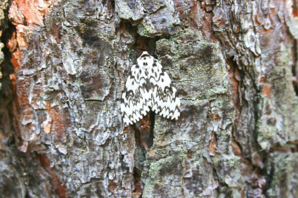 Brudnica mniszka jeden z najgroźniejszysz owadów zagrażających lasom. - fot.Szymon Kępczyński