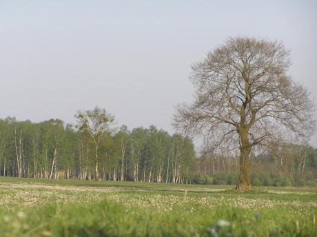 Przyroda Nadleśnictwa Parciaki w obiektywch pracowników