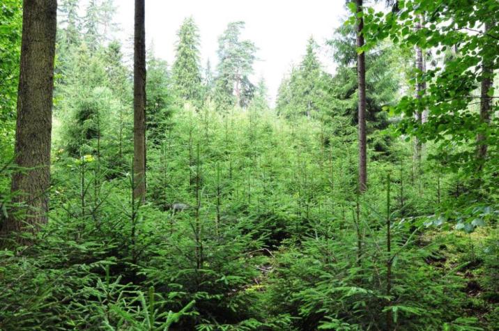 Odnowienie naturalne świerka - fot. Szymon Kępczyński