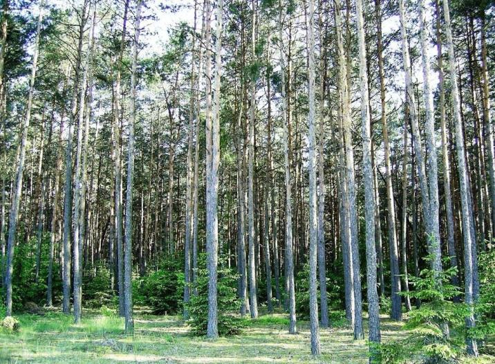 Las - fot. Szymon Kępczyński